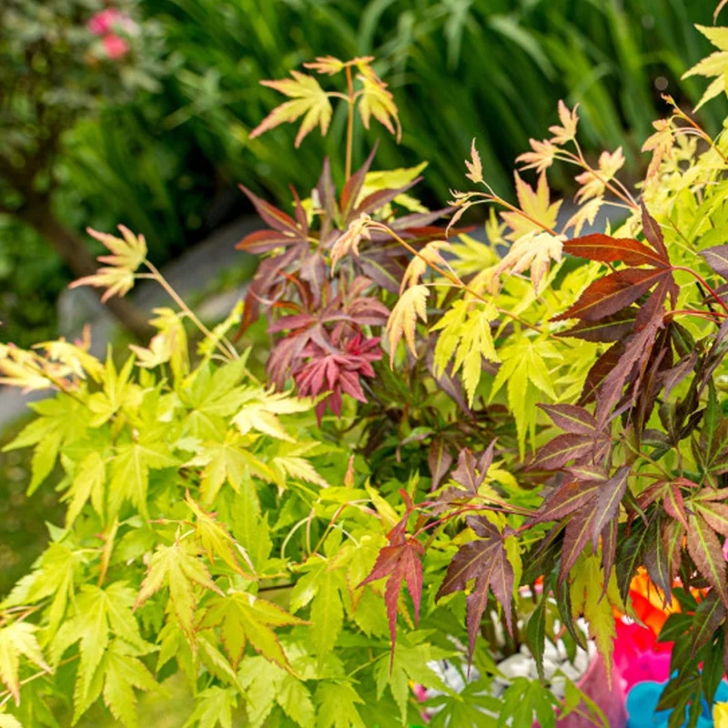 Acer 'Tricolour'