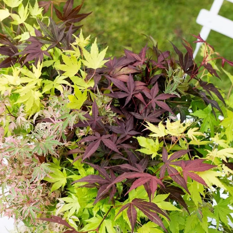 Acer 'Tricolour'