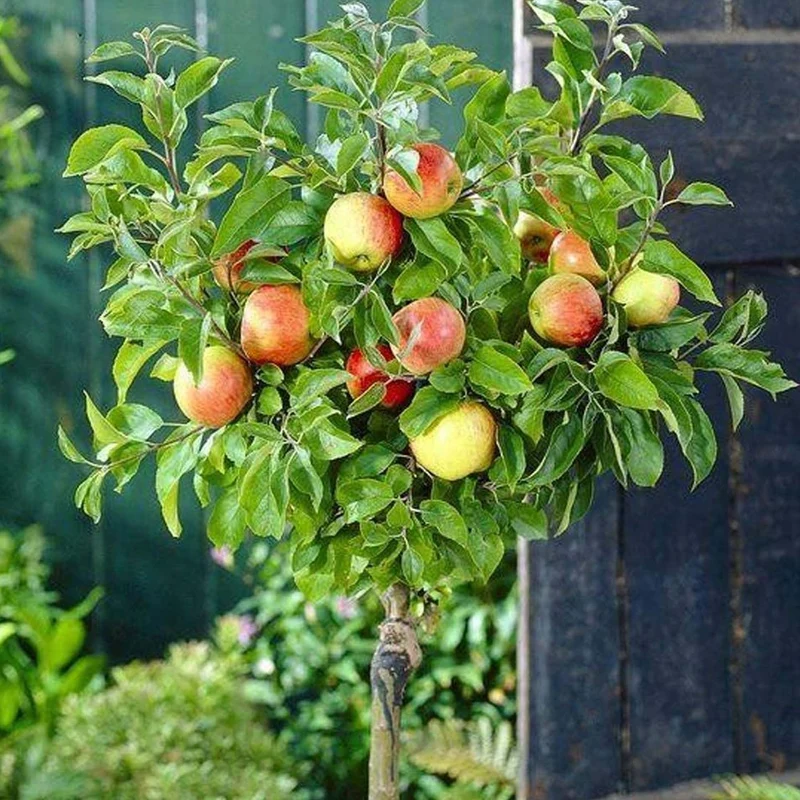 Apfel 'Braeburn' Terrassenbaum
