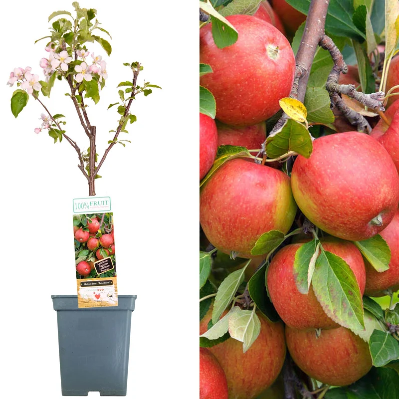 Apfel 'Braeburn' Terrassenbaum