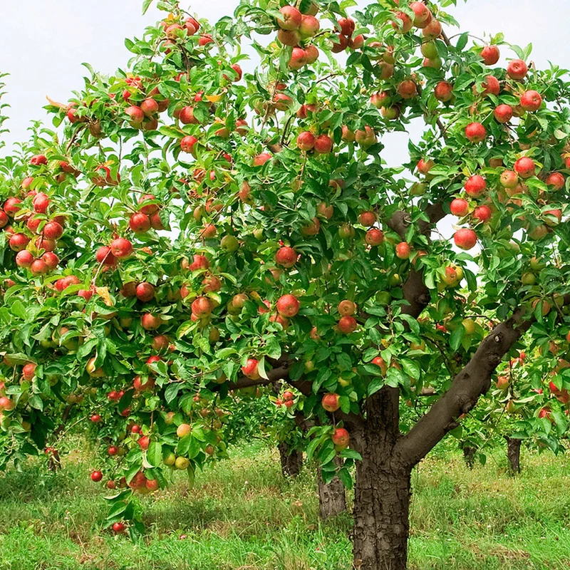 Apfel 'Braeburn' Terrassenbaum