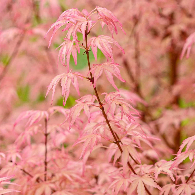 Acer 'Taylor'