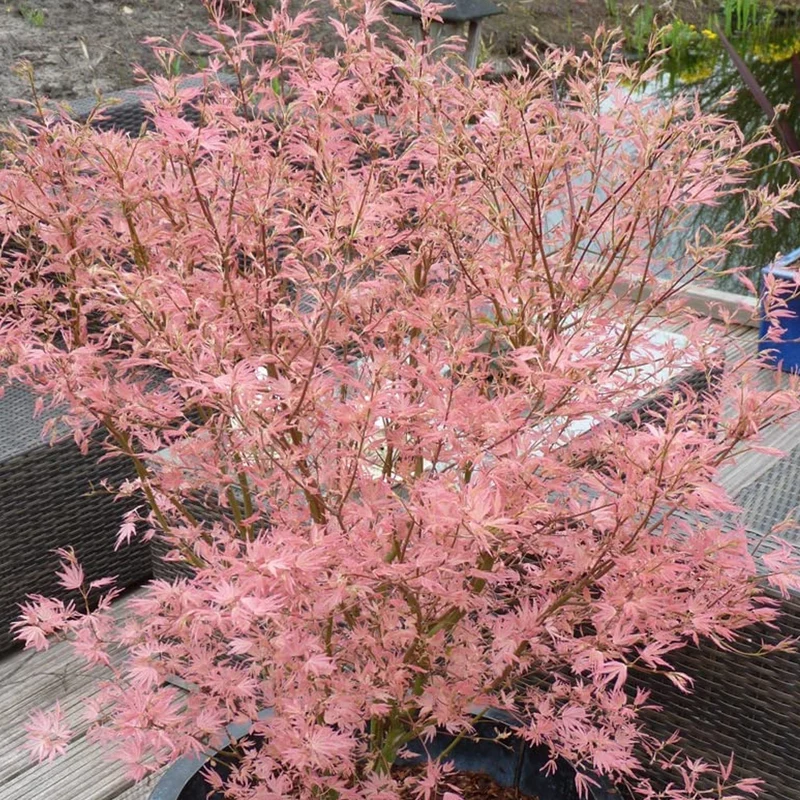 Acer 'Taylor'