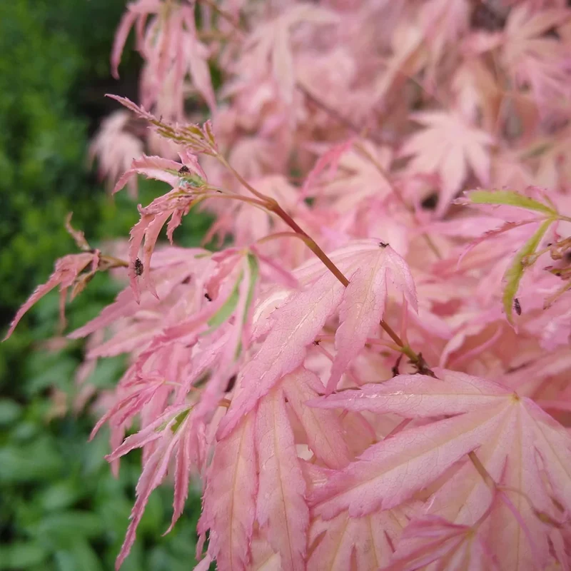 Acer 'Taylor'