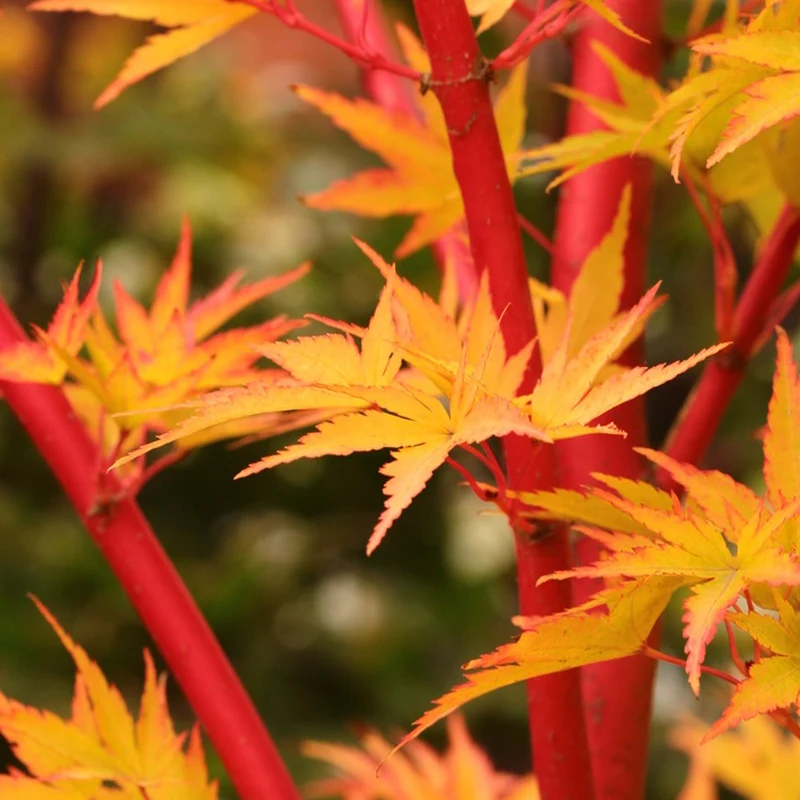 Acer 'Sango-Kaku'
