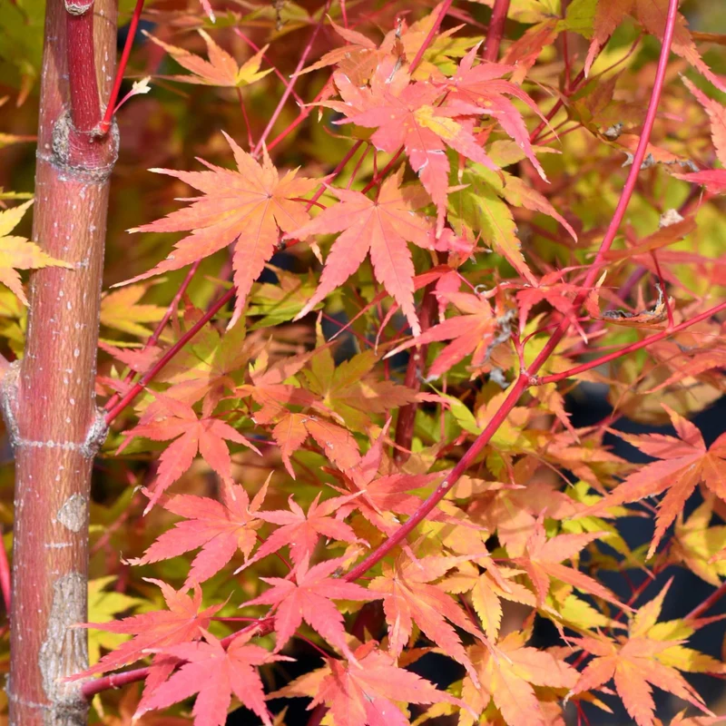 Acer 'Sango-Kaku'