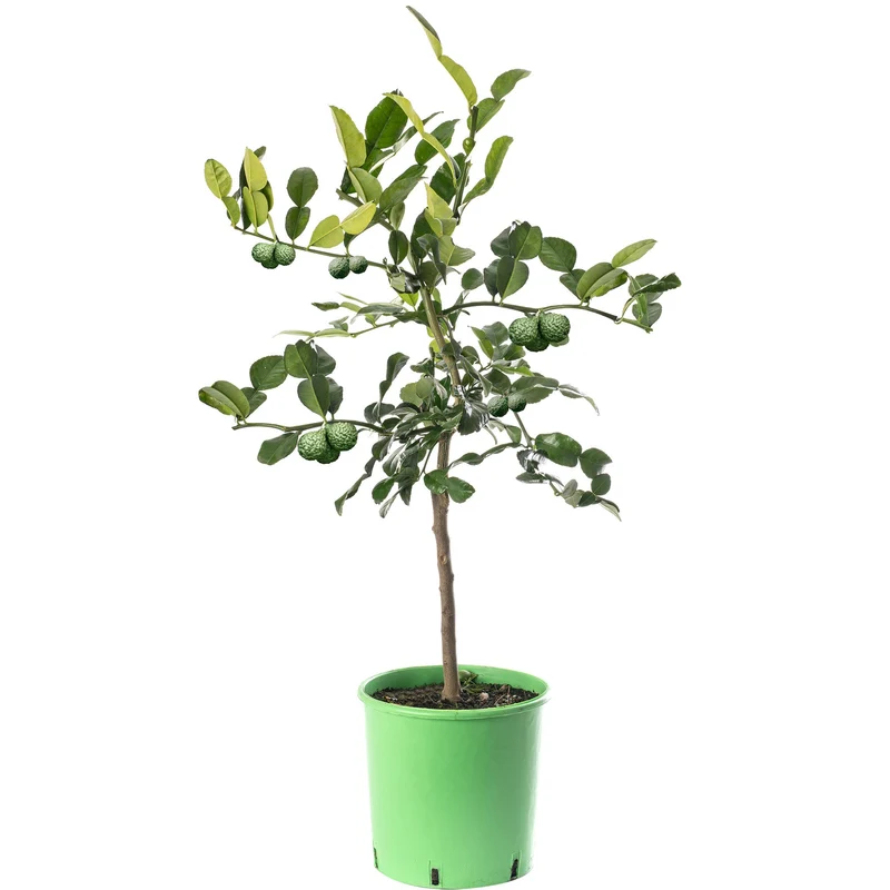 Kaffirlimettenbaum