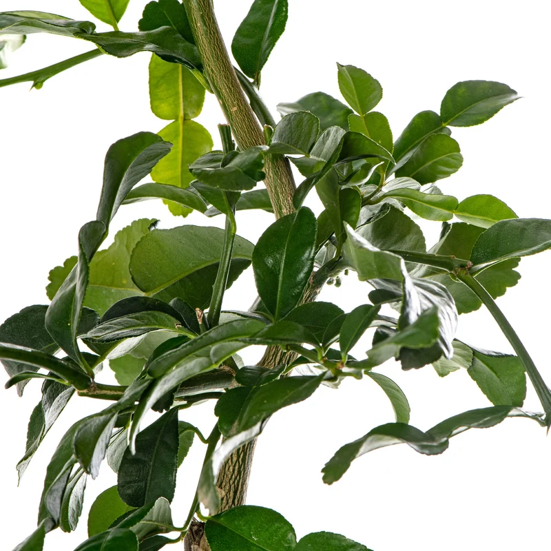 Kaffirlimettenbaum