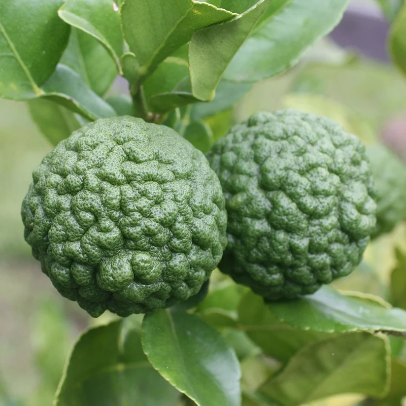Kaffirlimettenbaum