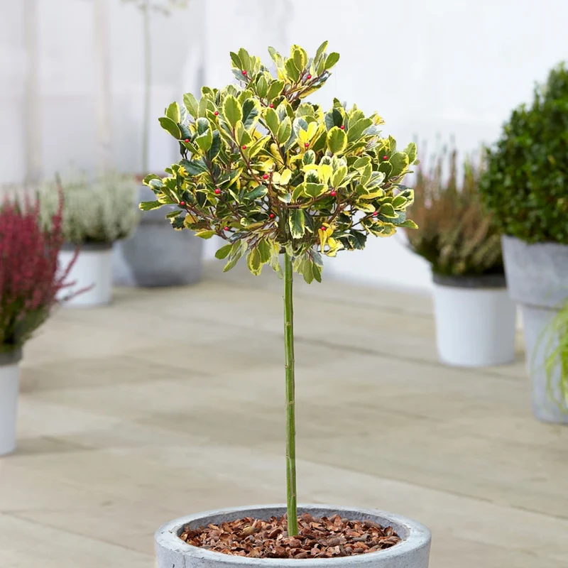 Ilex 'Argentea Marginata' Terrassenbaum