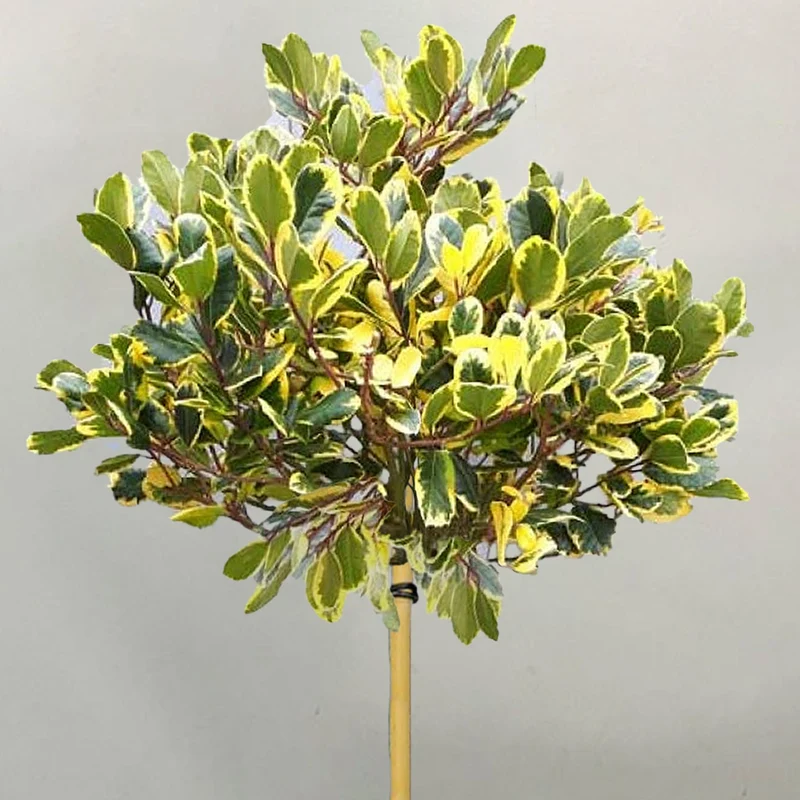 Ilex 'Argentea Marginata' Terrassenbaum