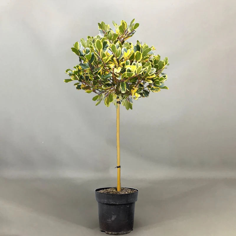 Ilex 'Argentea Marginata' Terrassenbaum