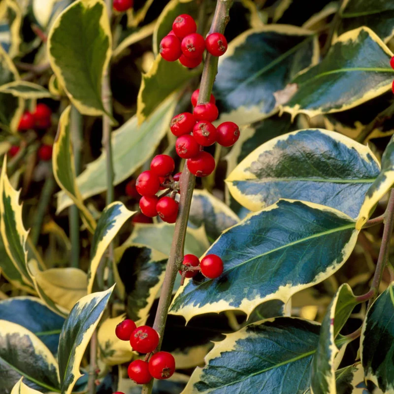 Ilex 'Argentea Marginata' Terrassenbaum