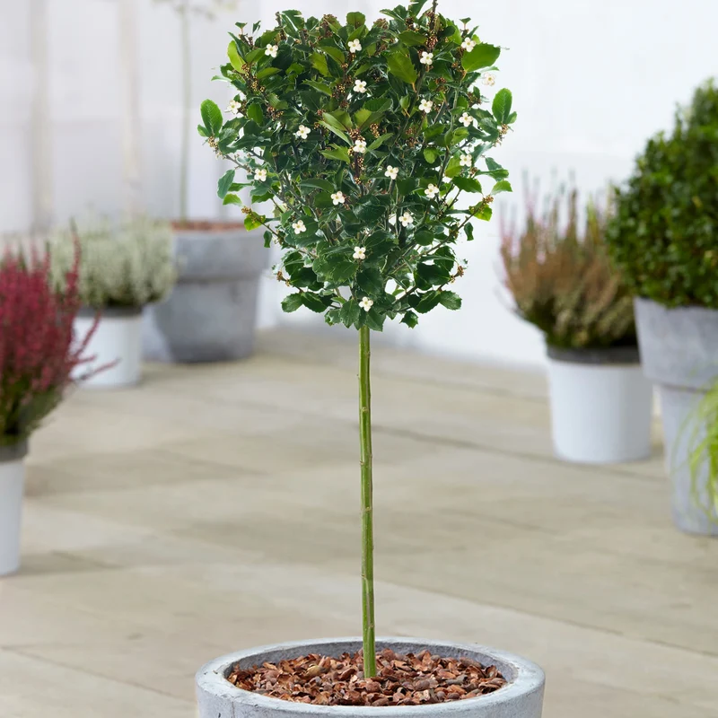 Ilex 'Blue Prince' Terrassenbaum