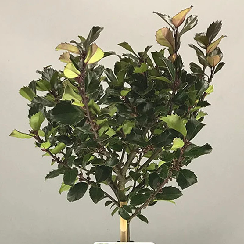 Ilex 'Blue Prince' Terrassenbaum