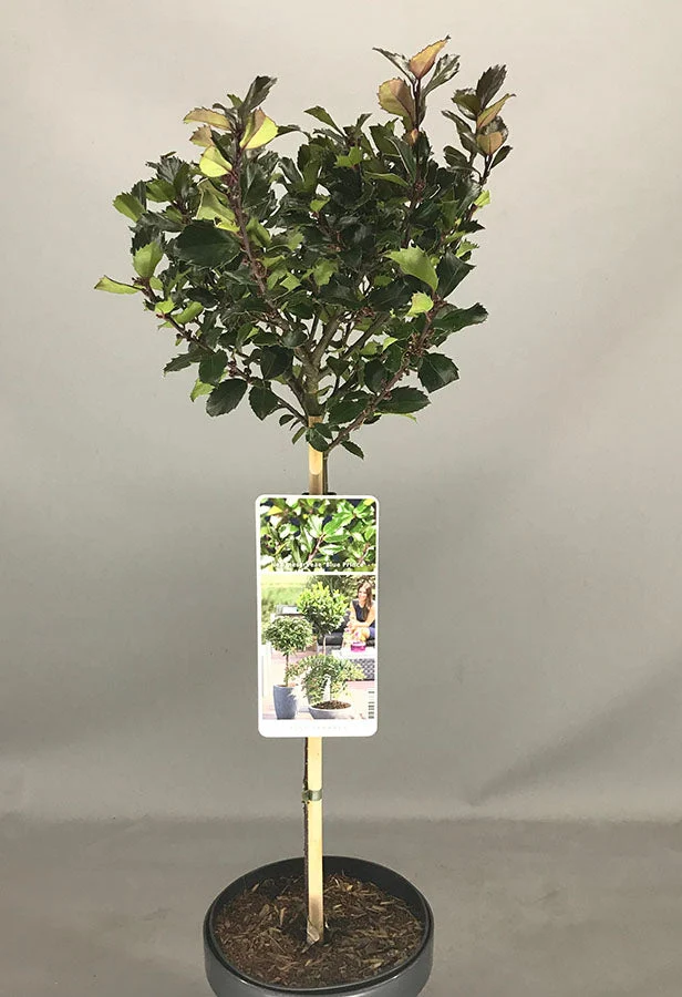 Ilex 'Blue Prince' Terrassenbaum