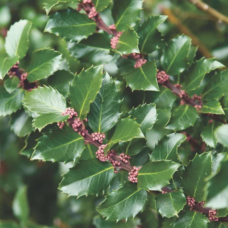 Ilex 'Blue Prince' Terrassenbaum
