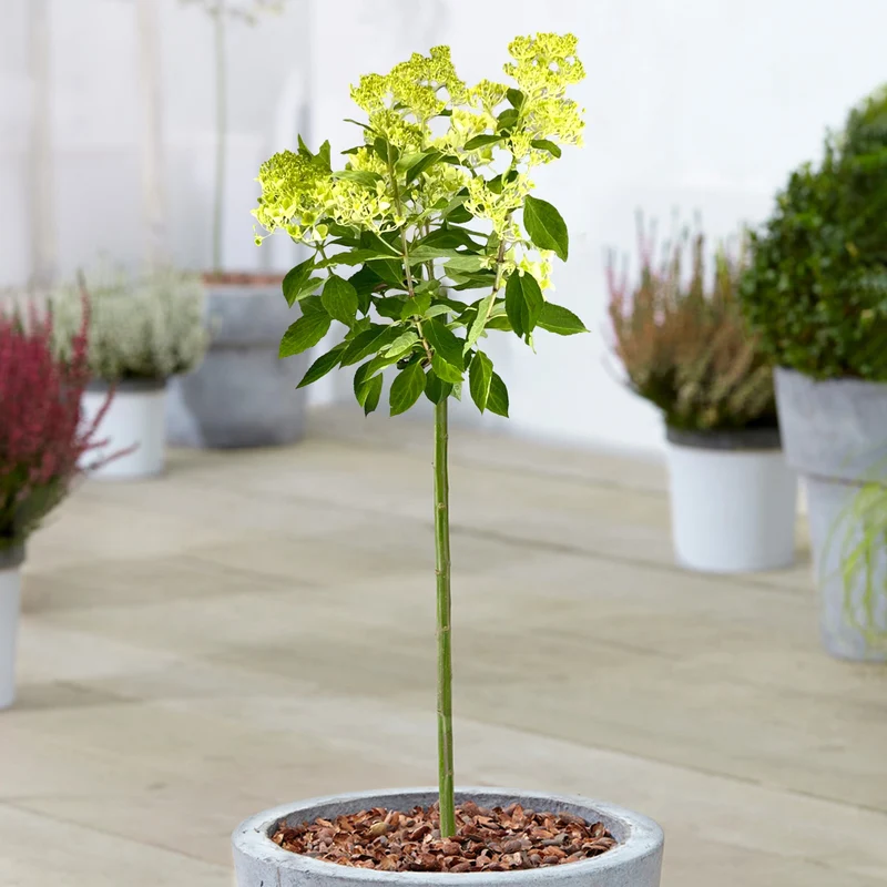 Hortensie 'Magische Kerze' Terrassenbaum