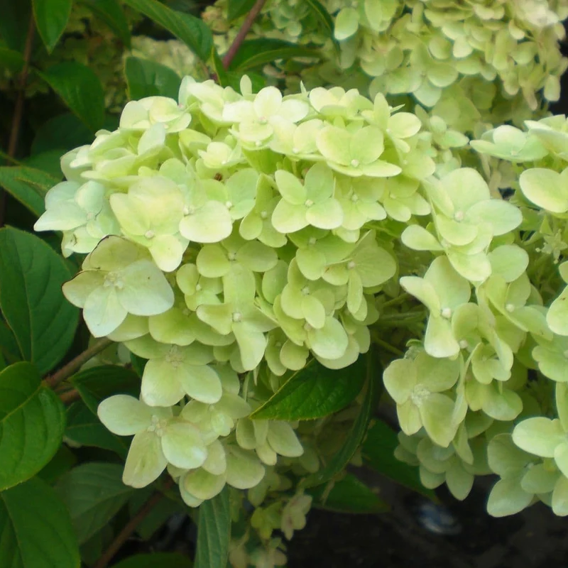 Hortensie 'Magische Kerze' Terrassenbaum