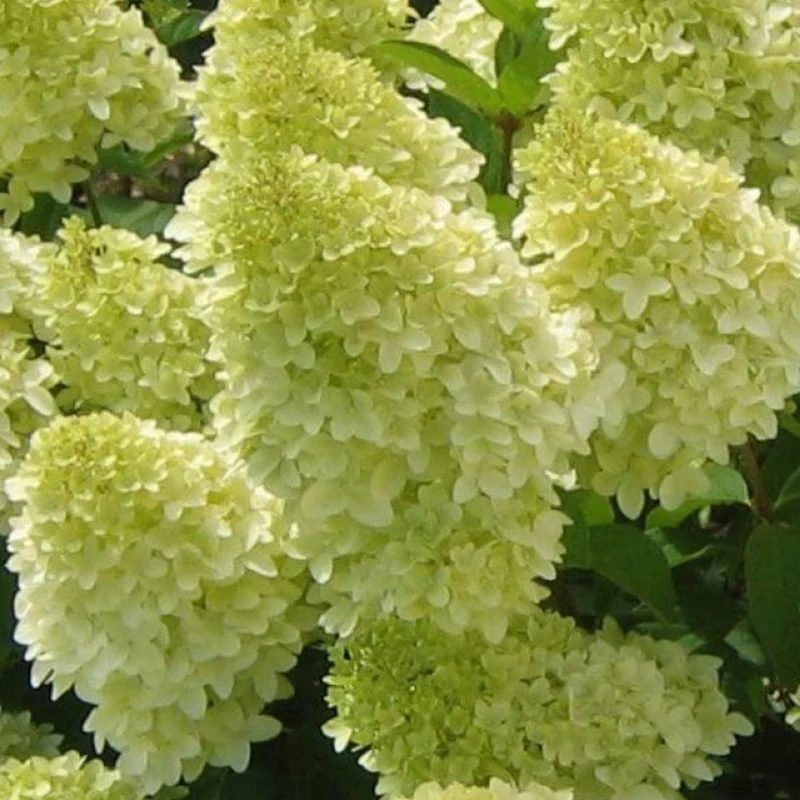 Hortensie 'Magische Kerze' Terrassenbaum
