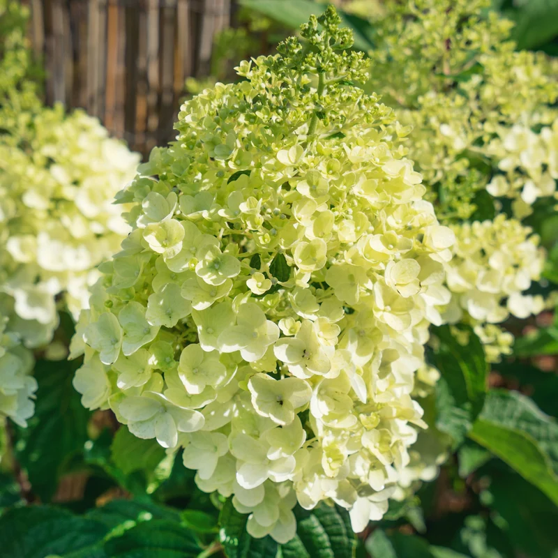 Hortensie 'Magische Kerze' Terrassenbaum