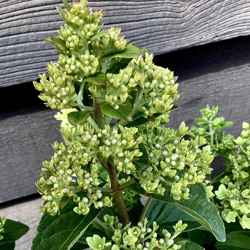 Hortensie 'Magische Kerze' Terrassenbaum