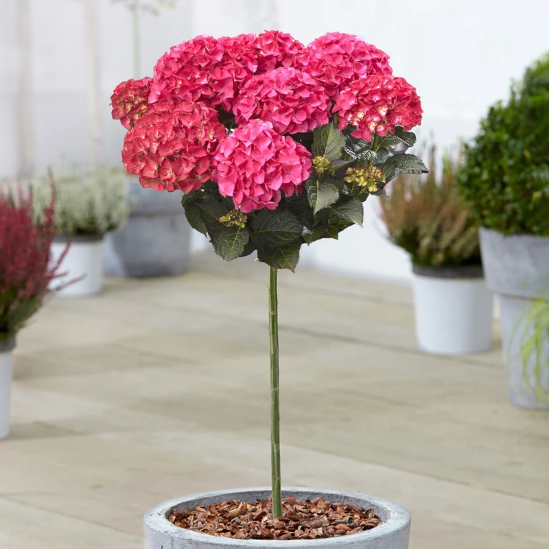 Hortensie 'Dark Angel' Terrassenbaum