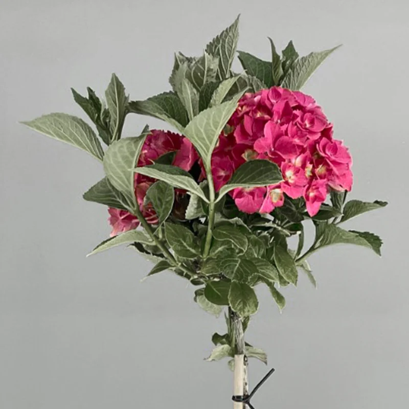 Hortensie 'Dark Angel' Terrassenbaum