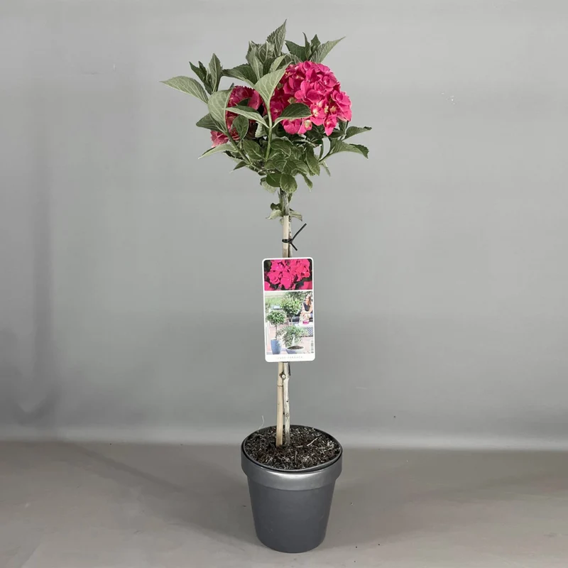 Hortensie 'Dark Angel' Terrassenbaum