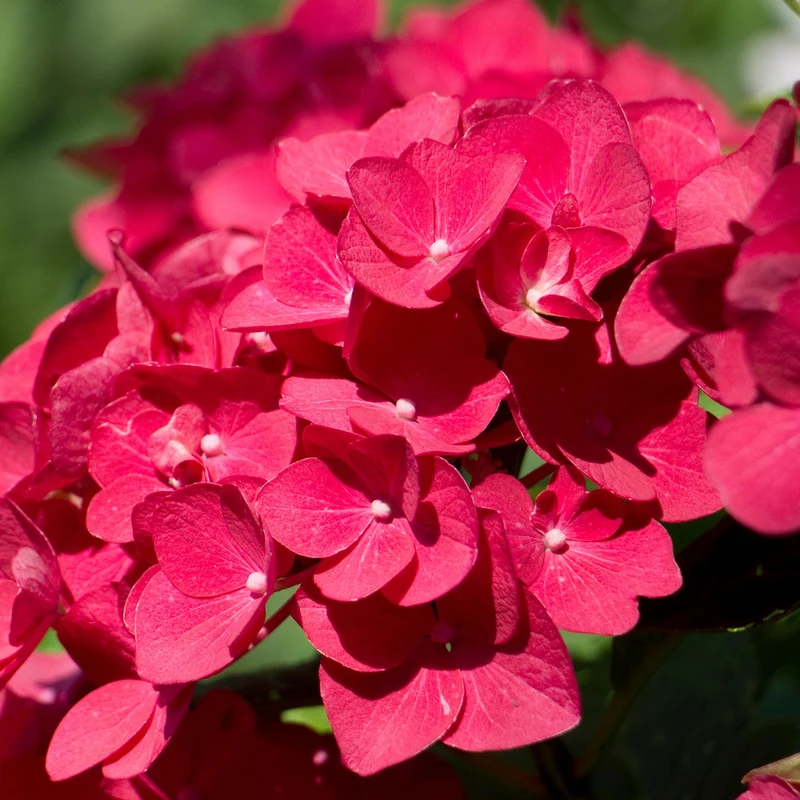 Hortensie 'Dark Angel' Terrassenbaum