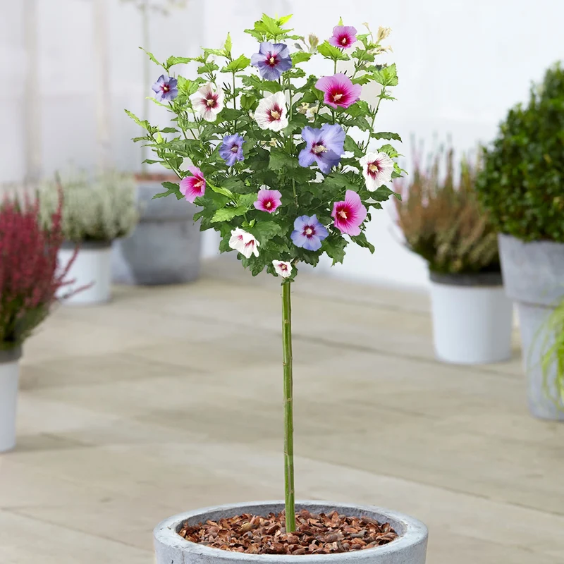 Hibiskus 'Tricolour' Terrassenbaum