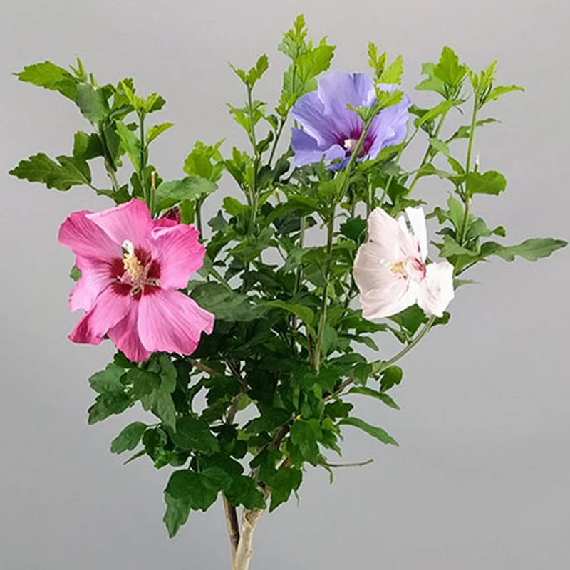 Hibiskus 'Tricolour' Terrassenbaum