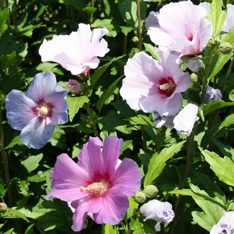 Hibiskus 'Tricolour' Terrassenbaum