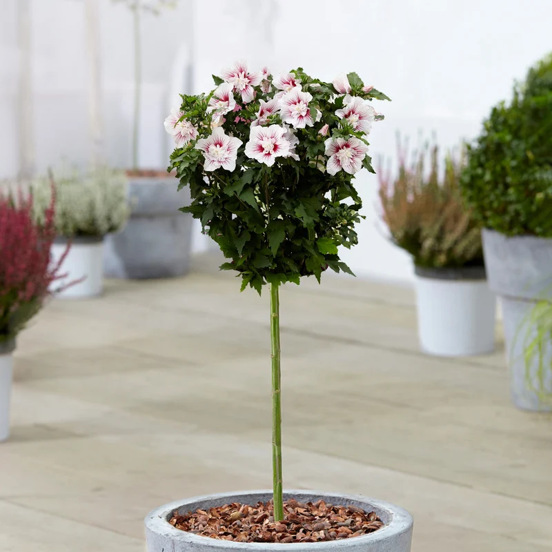 Hibiskus 'Starburst Chiffon' Terrassenbaum