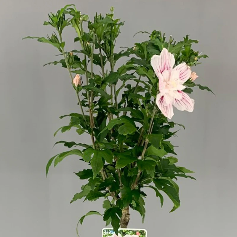 Hibiskus 'Starburst Chiffon' Terrassenbaum