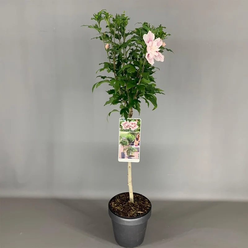 Hibiskus 'Starburst Chiffon' Terrassenbaum