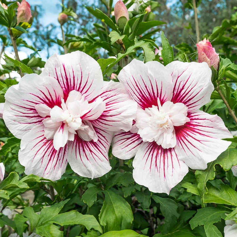 Hibiskus 'Starburst Chiffon' Terrassenbaum