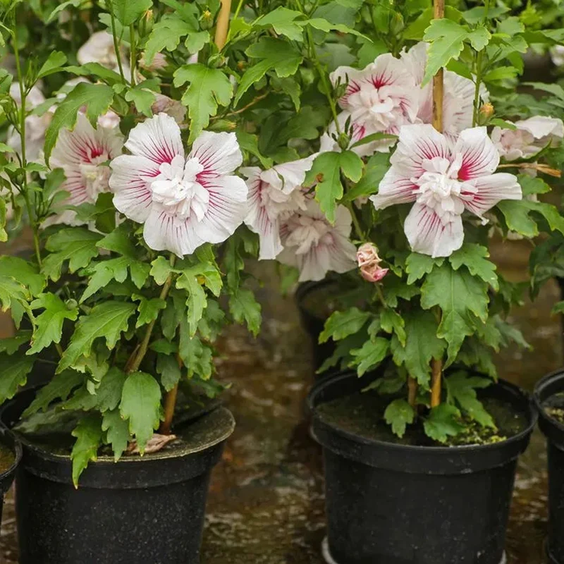 Hibiskus 'Starburst Chiffon' Terrassenbaum