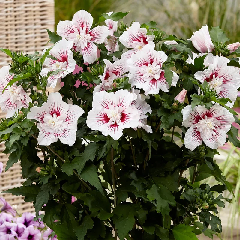 Hibiskus 'Starburst Chiffon' Terrassenbaum
