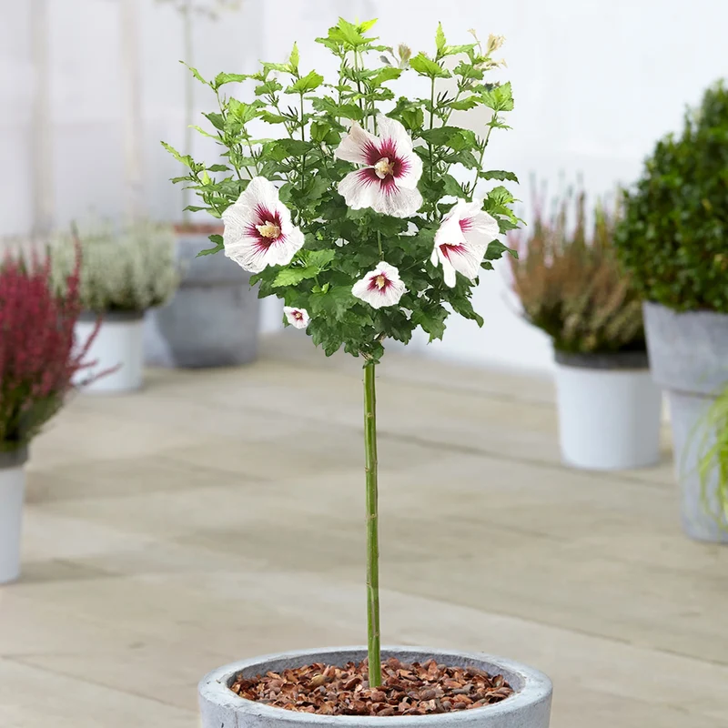 Hibiskus 'Rotes Herz' Terrassenbaum