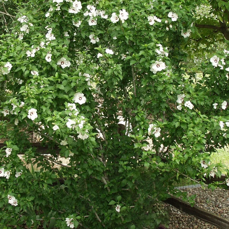 Hibiskus 'Rotes Herz' Terrassenbaum