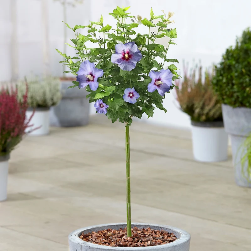 Hibiskus 'Oiseau Blue' Terrassenbaum