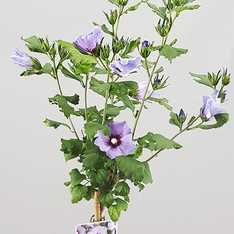 Hibiskus 'Oiseau Blue' Terrassenbaum