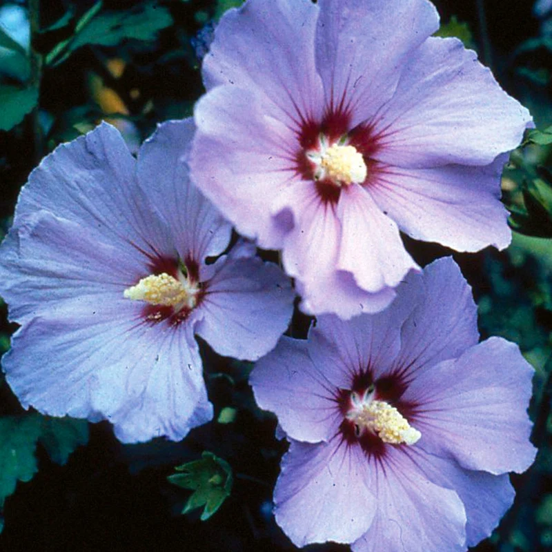 Hibiskus 'Oiseau Blue' Terrassenbaum