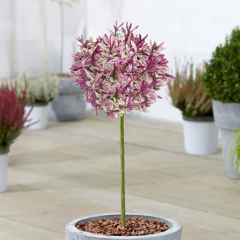 Hebe 'Black Magic' Terrassenbaum