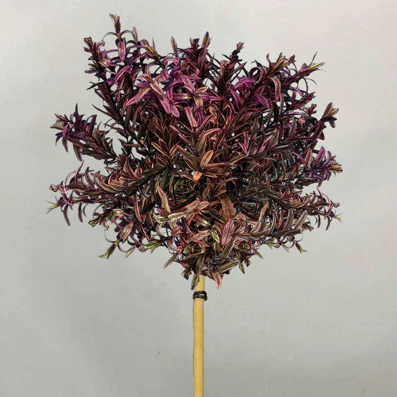 Hebe 'Black Magic' Terrassenbaum