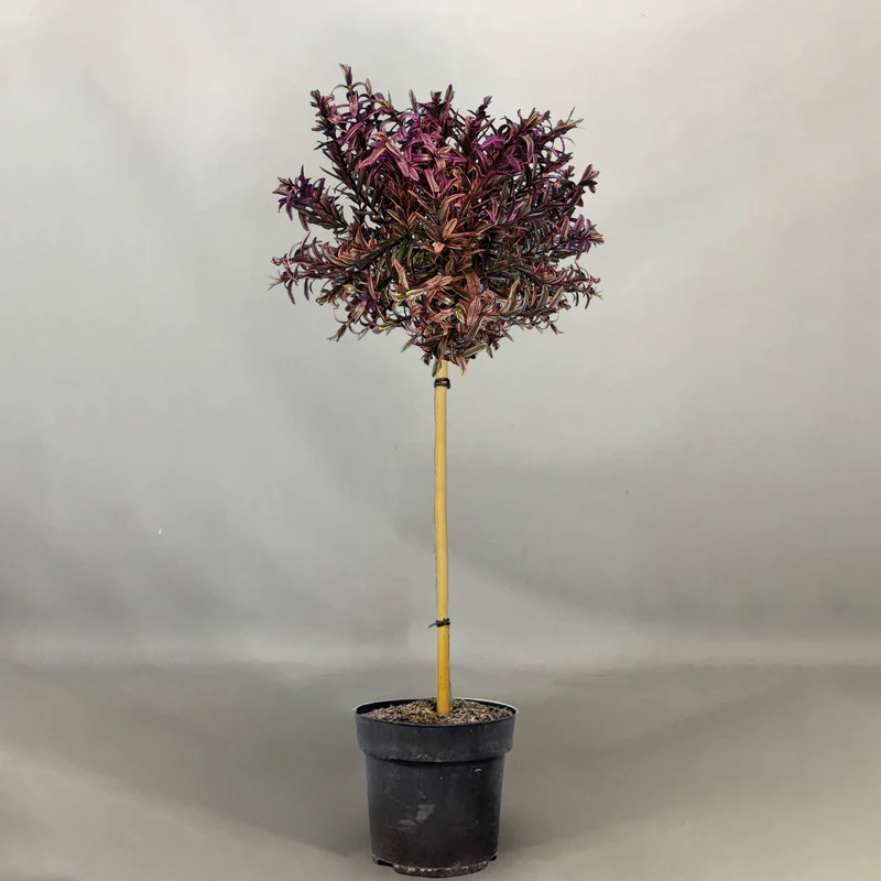 Hebe 'Black Magic' Terrassenbaum