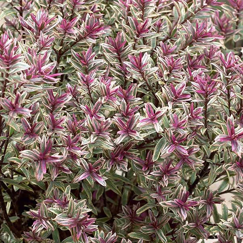 Hebe 'Black Magic' Terrassenbaum