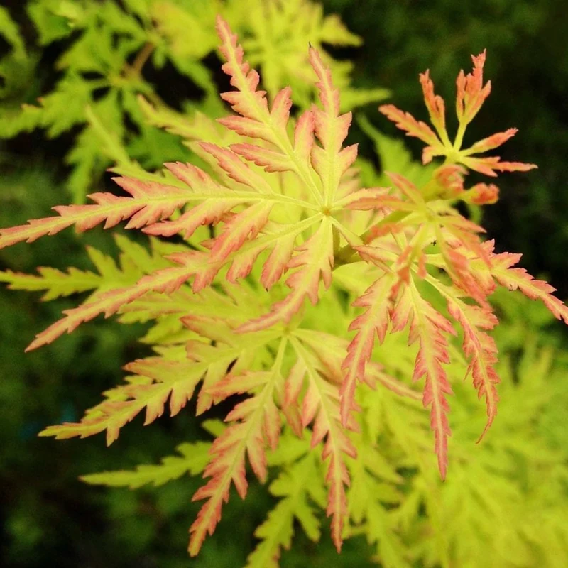 Acer 'Seiryu'