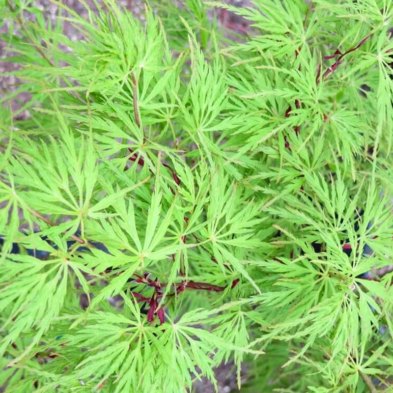 Acer 'Seiryu'